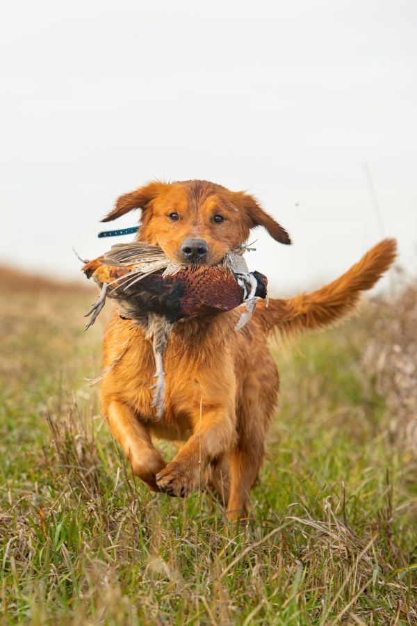 Pheasant Bonanza