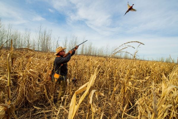 Pheasant Bonanza