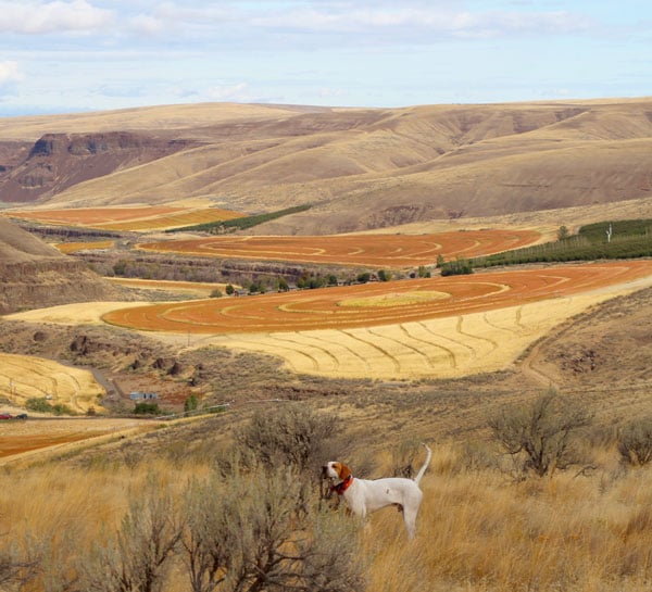 Great habitat abounds and it doesn’t take long before the dogs start finding birds.