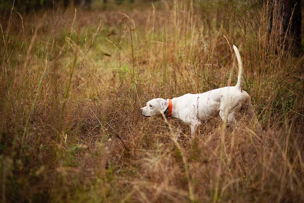 SouthWind Pointer