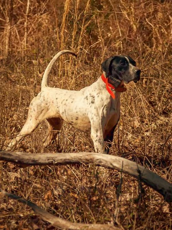 Winghaven Pointer