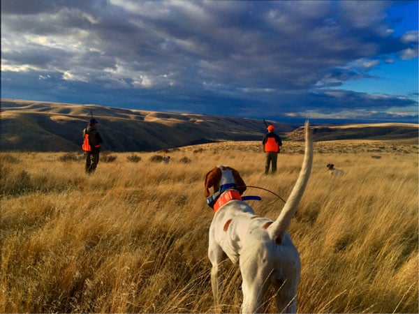 Chukar Country