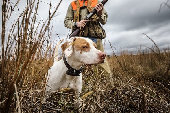 Prairie Wildlife Pointer